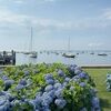 skyblueroses